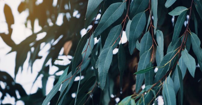 The Women's Health Initiative image